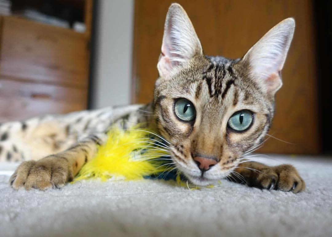 开云·体育全站登录地址-NBA常规赛东部强队鏖战四节，nba常规赛东部强队鏖战四节多少分钟