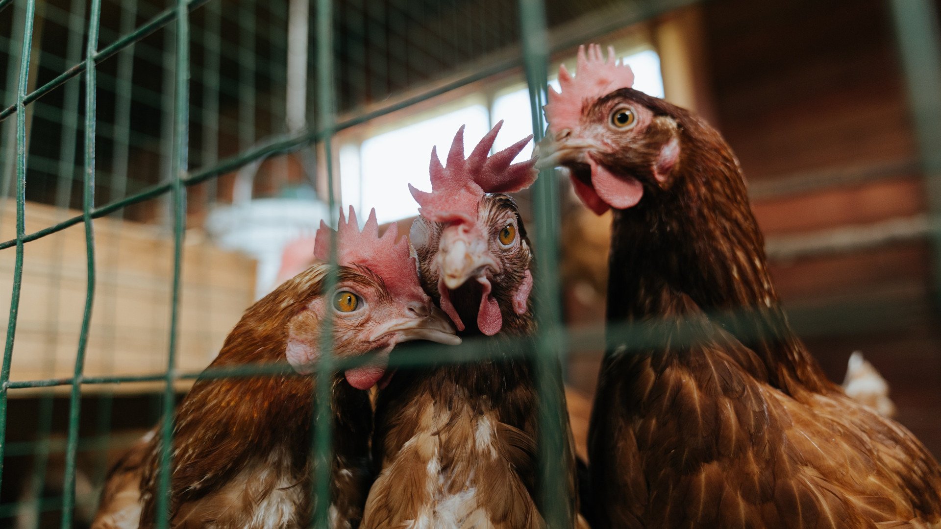 开云真人娱乐官网-运动员运动科学支持系统，运动员系统训练