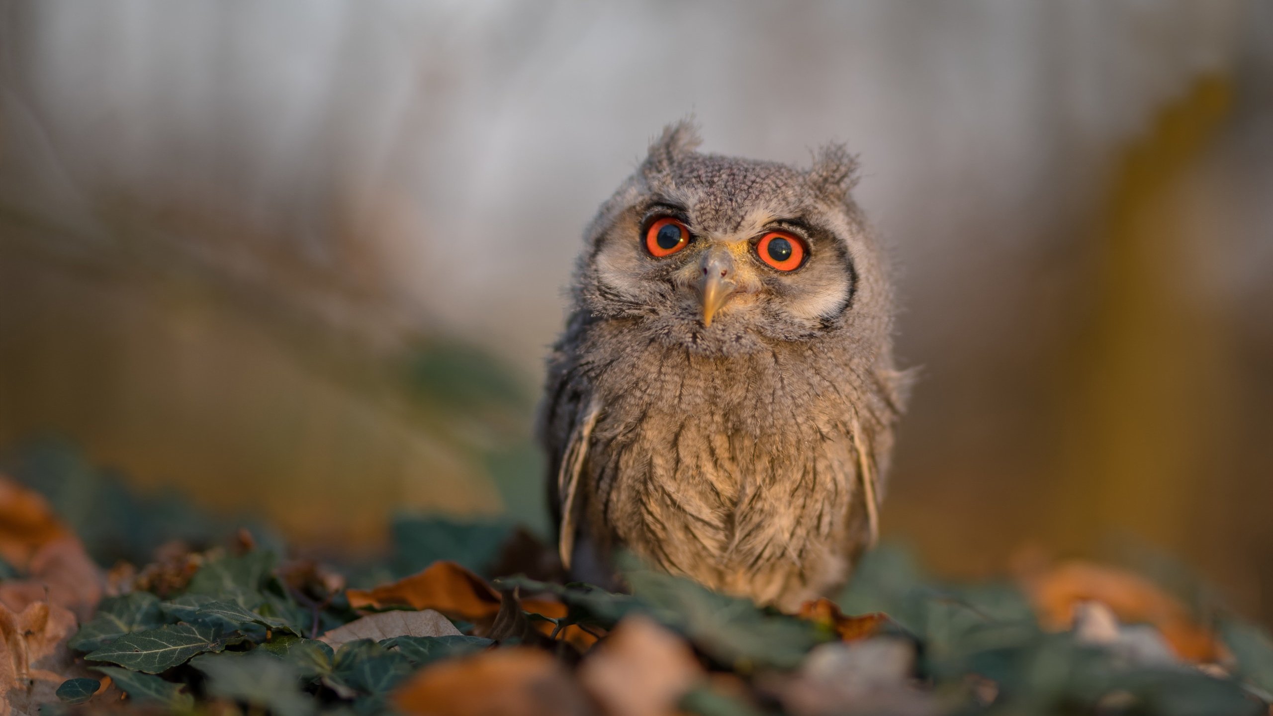 亚特兰大高位组织多点起攻创造空间，亚特兰大战术体系