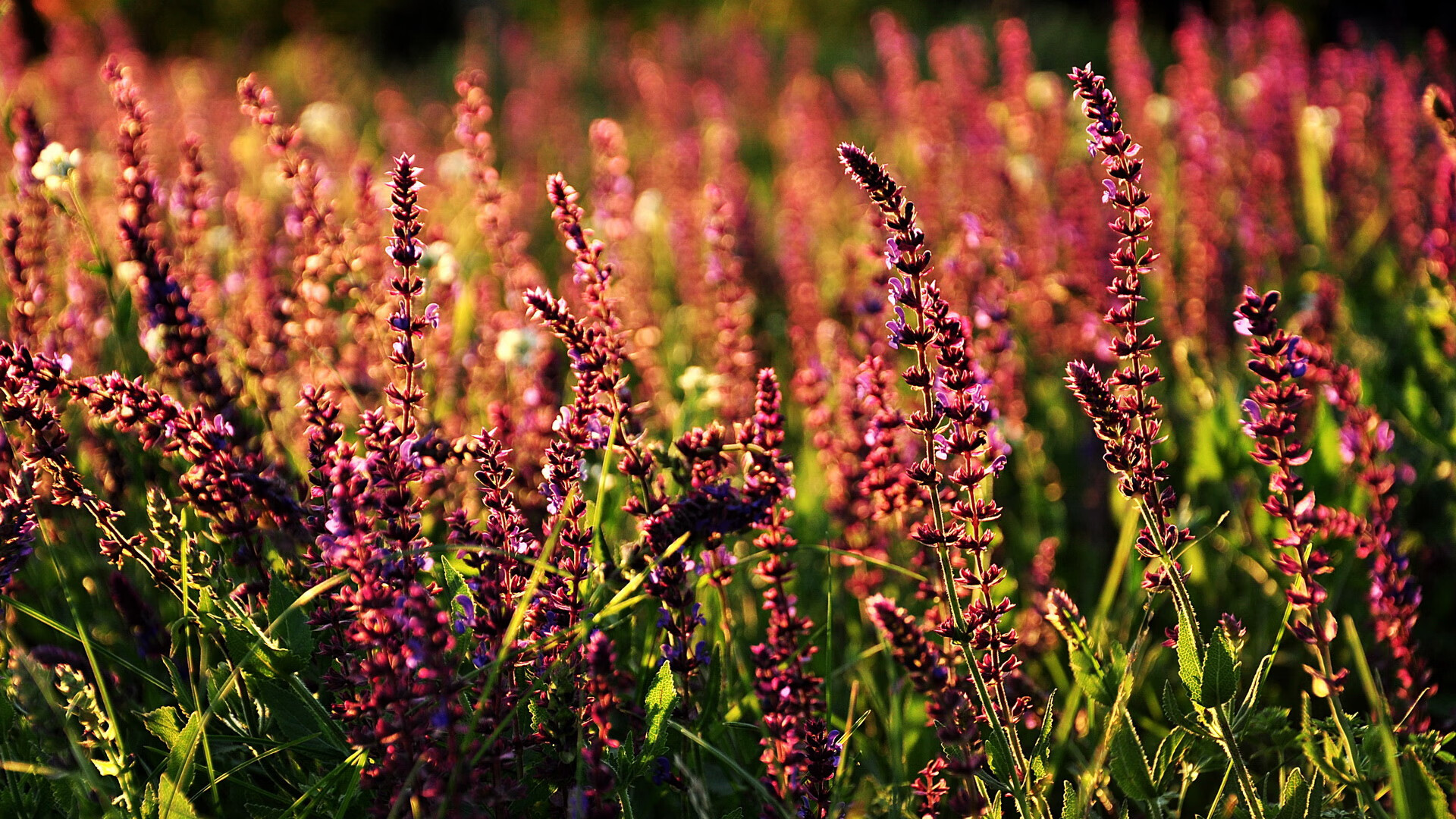 kaiyun中国官方网站-德国队在2024年混合团体世界杯中的战术部署，德国队备战世界杯