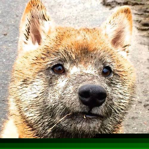 新加坡队赛制深度解析：如何在复杂赛制中保持团队凝聚力，新加坡队员