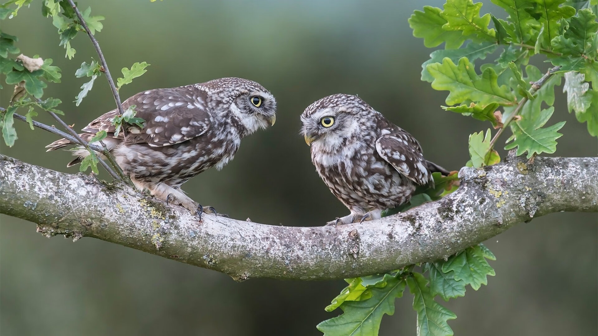 kaiyun官方入口登录-搏击台上新战术引发关注，搏击比赛现场精彩讲解