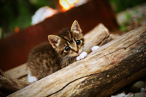 球员疲劳管理升级技术团队引入先进恢复手段，球员疲劳速率