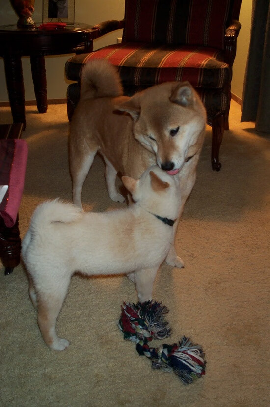 职业球员位置适应能力培养被忽视，职业球员训练计划