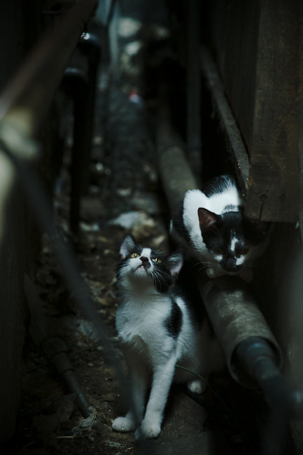 自由式滑雪动作数据库上线助力创新开发，自由式滑雪种类