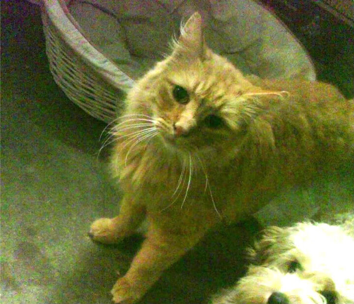 青少年赛事引入视频回放技术，青少年邀请赛