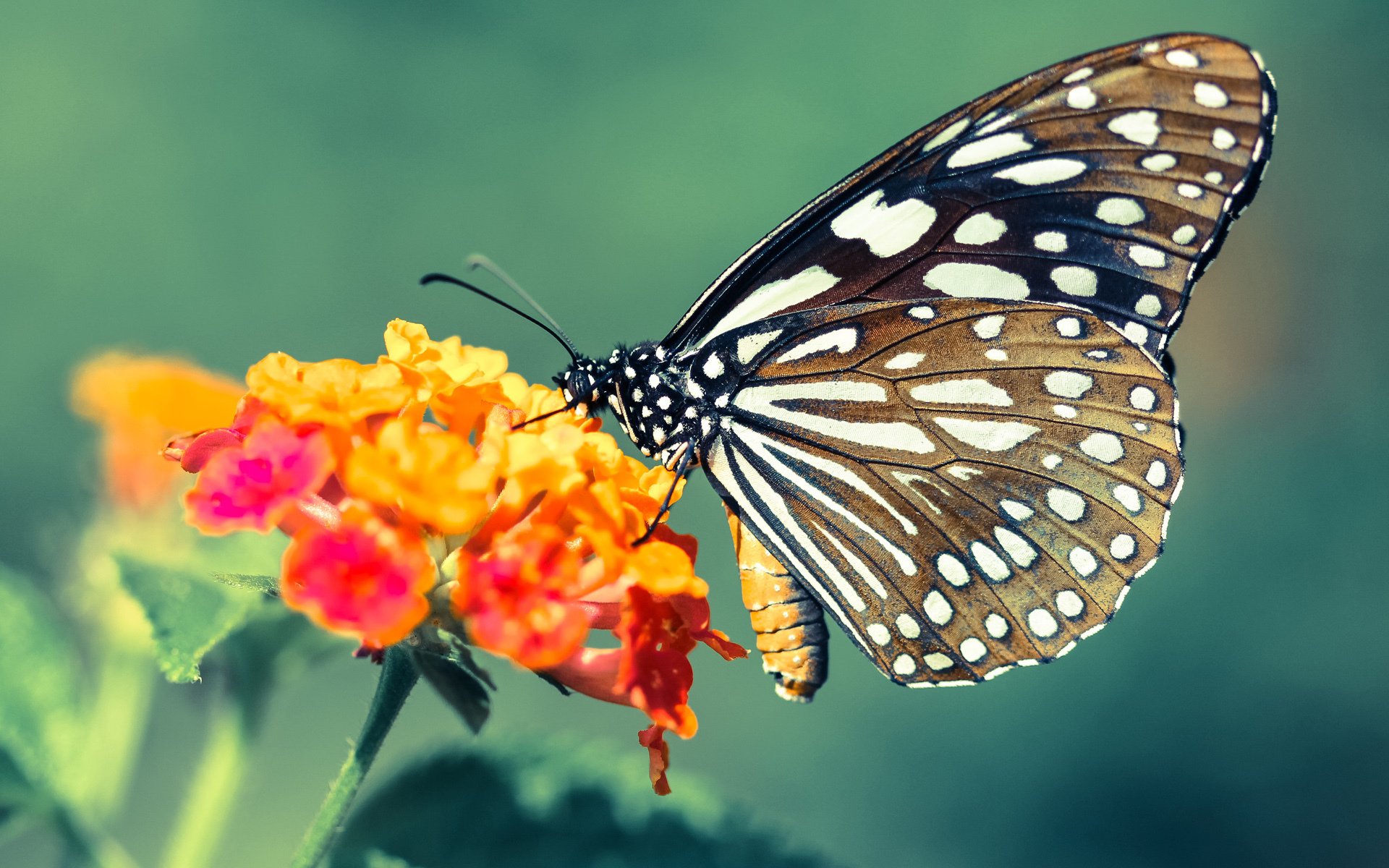 世界青少年冠军赛，法国队和加拿大队争锋天下，青春激荡，世界级青少年比赛