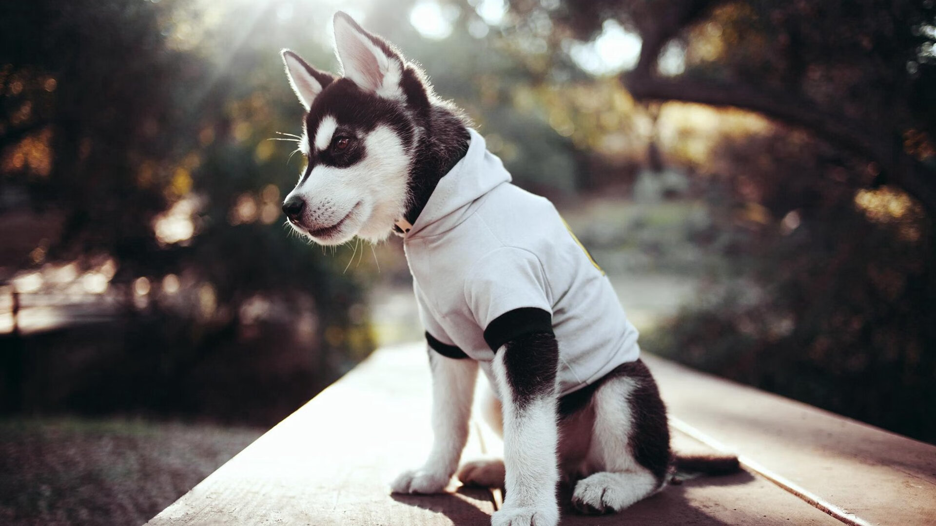 中国女排迎战巴西全员状态上佳，中国女排在巴西最新比赛