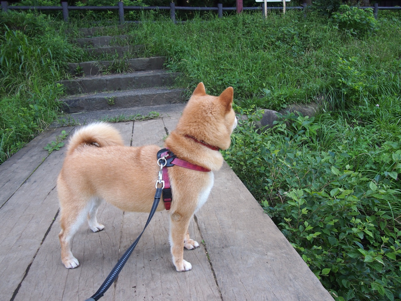 开云官方网页登录-凯莉·麦基翁200米仰泳表现刷新赛会纪录，凯丽麦吉翁