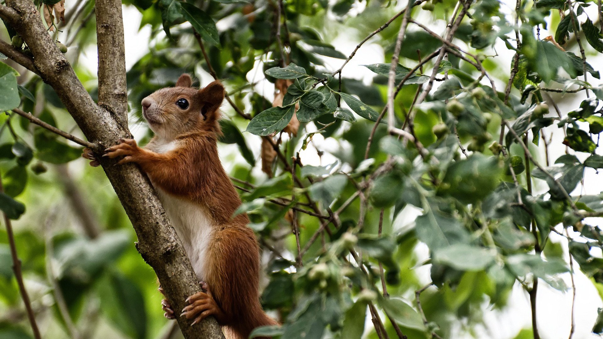 开云体育官方网站-女子4×200米自由泳接力美国队突破自我，女子4×100米自由泳接力决赛